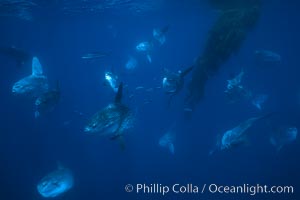 Ocean sunfish schooling near drift kelp, soliciting cleaner fishes, open ocean, Baja California, Mola mola