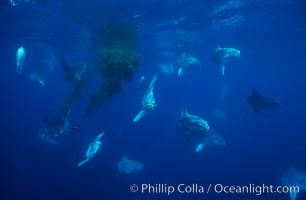 Ocean sunfish schooling near drift kelp, soliciting cleaner fishes, open ocean, Baja California, Mola mola