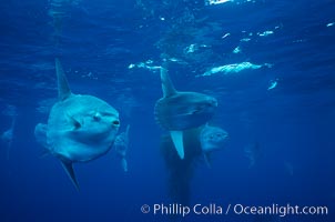 Ocean sunfish schooling near drift kelp, soliciting cleaner fishes, open ocean, Baja California, Mola mola