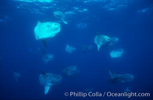 Ocean sunfish schooling near drift kelp, soliciting cleaner fishes, open ocean, Baja California, Mola mola