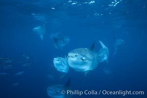 Ocean sunfish schooling near drift kelp, soliciting cleaner fishes, open ocean, Baja California, Mola mola