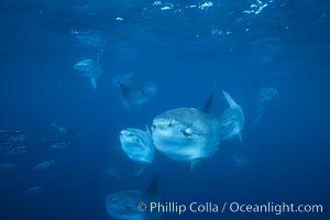 Ocean sunfish schooling near drift kelp, soliciting cleaner fishes, open ocean, Baja California, Mola mola