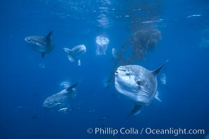 Ocean sunfish schooling near drift kelp, soliciting cleaner fishes, open ocean, Baja California, Mola mola