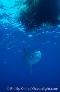 Ocean sunfish near drift kelp, soliciting cleaner fishes, open ocean, Baja California, Mola mola