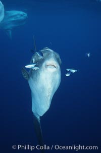 Ocean sunfish, soliciting cleaner fishes, open ocean, Baja California, Mola mola