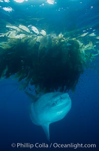 Ocean sunfish schooling near drift kelp, soliciting cleaner fishes, open ocean, Baja California, Mola mola