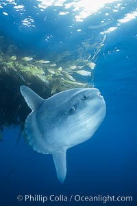 Ocean sunfish schooling near drift kelp, soliciting cleaner fishes, open ocean, Baja California, Mola mola