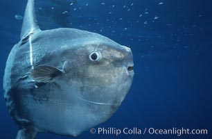 Ocean sunfish, open ocean, Baja California, Mola mola
