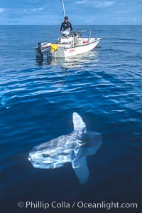 Ocean sunfish swimming near small boat, Mola mola, San Diego, California