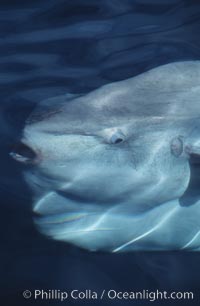 Ocean sunfish viewed from above water, Mola mola, San Diego, California