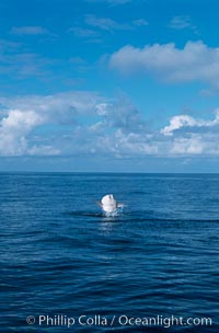 Ocean sunfish breaching, Mola mola, San Diego, California