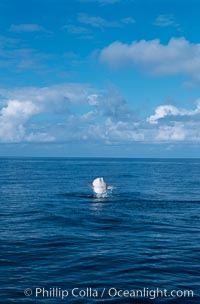 Ocean sunfish breaching, Mola mola, San Diego, California