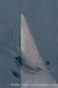 Ocean sunfish swimming with its dorsal fin breaking the ocean surface (sometimes mistaken for a shark).  Open ocean, Mola mola, San Diego, California