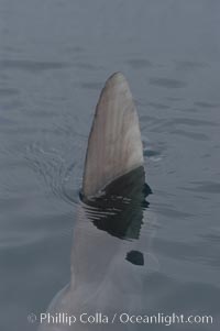 Ocean sunfish swimming with its dorsal fin breaking the ocean surface (sometimes mistaken for a shark).  Open ocean, Mola mola, San Diego, California