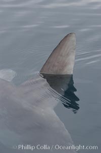 Ocean sunfish swimming with its dorsal fin breaking the ocean surface (sometimes mistaken for a shark).  Open ocean, Mola mola, San Diego, California