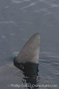 Ocean sunfish swimming with its dorsal fin breaking the ocean surface (sometimes mistaken for a shark).  Open ocean, Mola mola, San Diego, California