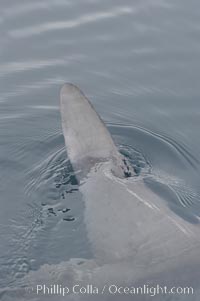 Ocean sunfish swimming with its dorsal fin breaking the ocean surface (sometimes mistaken for a shark).  Open ocean, Mola mola, San Diego, California