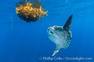 Ocean sunfish hovers near drift kelp to recruite juvenile fish to remove parasites, open ocean, Mola mola, San Diego, California