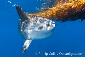 Ocean sunfish hovers near drift kelp to recruite juvenile fish to remove parasites, open ocean, Mola mola, San Diego, California