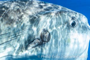 Eye (right), round gill operculum and tiny pectoral fin (left) of an ocean sunfish, open ocean, Mola mola, San Diego, California