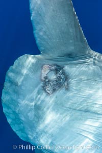 Diseased skin near the dorsal fin of an ocean sunfish, likely caused by parasites, open ocean, Mola mola, San Diego, California