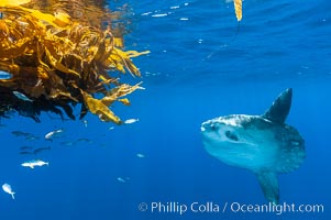 Ocean sunfish hovers near drift kelp to recruite juvenile fish to remove parasites, open ocean, Mola mola, San Diego, California