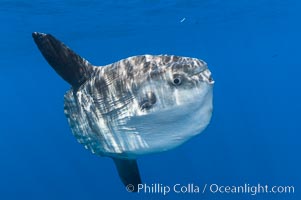 Ocean sunfish, open ocean, Mola mola, San Diego, California