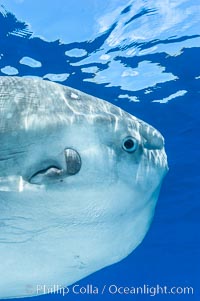 Eye (right), round gill operculum and tiny pectoral fin (left) of an ocean sunfish, open ocean, Mola mola, San Diego, California