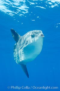 Ocean sunfish, open ocean, Mola mola, San Diego, California