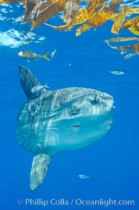 Ocean sunfish hovers near drift kelp to recruite juvenile fish to remove parasites, open ocean, Mola mola, San Diego, California