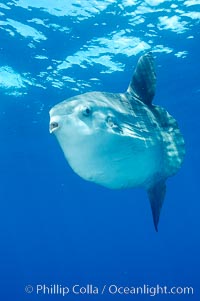 Ocean sunfish, open ocean, Mola mola, San Diego, California