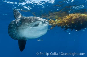 Ocean sunfish hovers near drift kelp to recruite juvenile fish to remove parasites, open ocean, Mola mola, San Diego, California