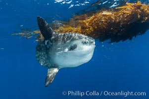 Ocean sunfish hovers near drift kelp to recruite juvenile fish to remove parasites, open ocean, Mola mola, San Diego, California