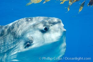 Eye (right), round gill operculum and tiny pectoral fin (left) of an ocean sunfish, open ocean, Mola mola, San Diego, California