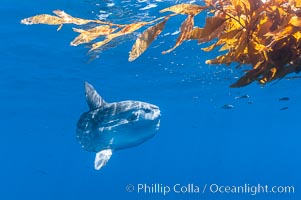 Ocean sunfish hovers near drift kelp to recruite juvenile fish to remove parasites, open ocean, Mola mola, San Diego, California