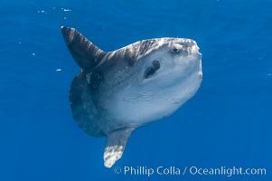 Ocean sunfish hovers near drift kelp to recruite juvenile fish to remove parasites, open ocean, Mola mola, San Diego, California