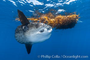 Ocean sunfish hovers near drift kelp to recruite juvenile fish to remove parasites, open ocean, Mola mola, San Diego, California