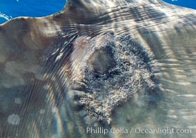 Diseased skin near the dorsal fin of an ocean sunfish, likely caused by parasites, open ocean, Mola mola, San Diego, California