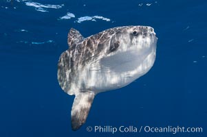 Ocean sunfish, open ocean, Mola mola, San Diego, California