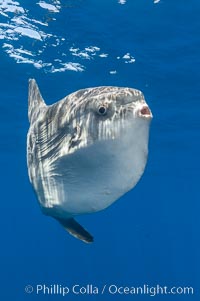 Ocean sunfish, open ocean, Mola mola, San Diego, California