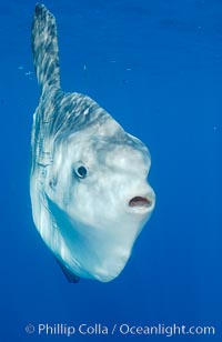 Ocean sunfish, open ocean, Mola mola, San Diego, California