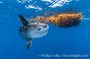 Ocean sunfish hovers near drift kelp to recruite juvenile fish to remove parasites, open ocean, Mola mola, San Diego, California