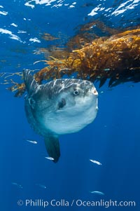 Ocean sunfish hovers near drift kelp to recruite juvenile fish to remove parasites, open ocean, Mola mola, San Diego, California