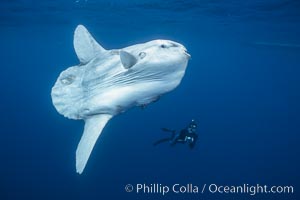 Ocean sunfish and photographer, open ocean, Mola mola, San Diego, California