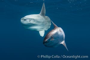 Ocean sunfish, juvenile and adult showing distinct differences in appearance, open ocean. Mola mola, San Diego.