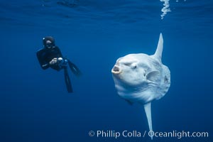 Ocean sunfish and photographer, open ocean, San Diego, California