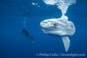 Ocean sunfish and photographer, open ocean, San Diego, California