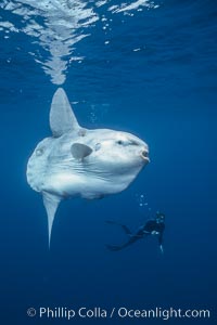 Ocean sunfish and photographer, open ocean, San Diego, California