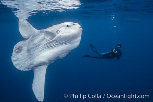 Ocean sunfish and photographer, open ocean, San Diego, California