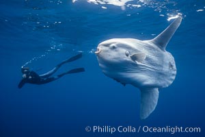 Ocean sunfish and photographer, open ocean, San Diego, California
